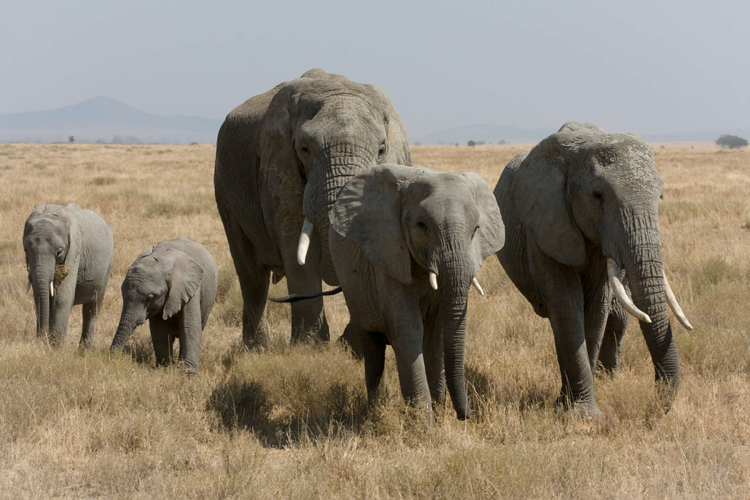 Foto olifanten
