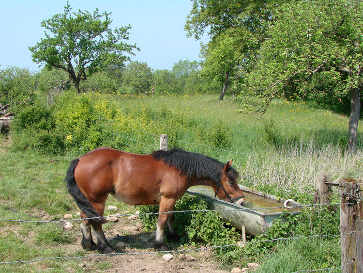 Foto paard in weide