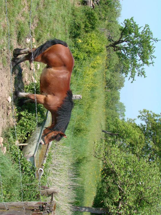 paard in weide