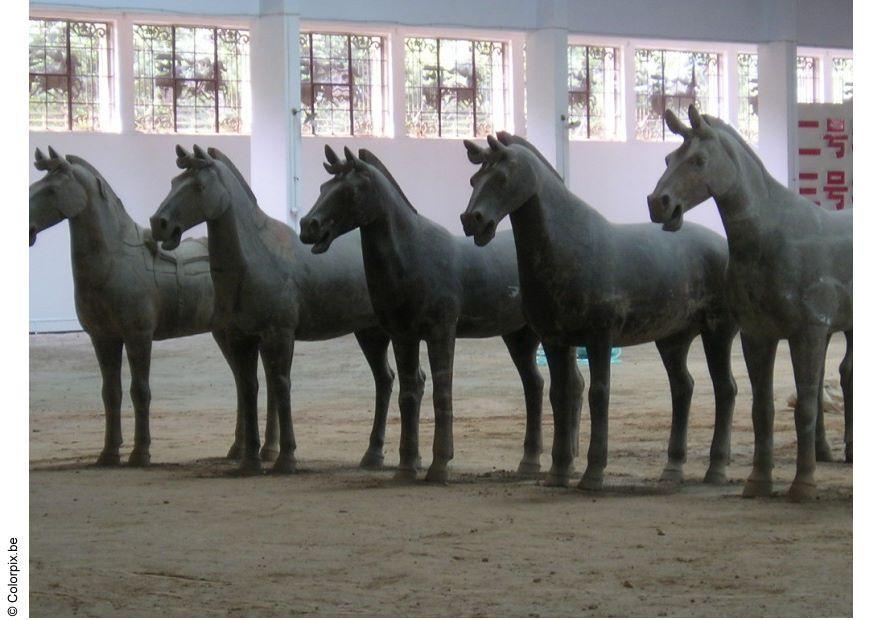 Foto paarden Xian