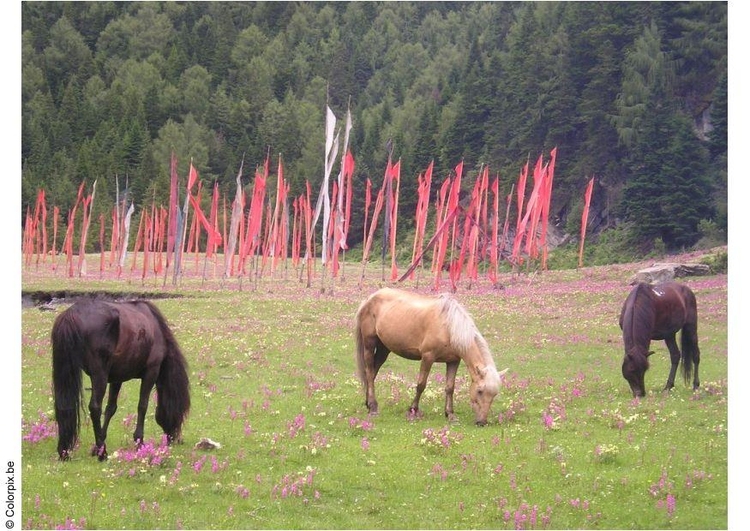 Foto paarden met gebedsvlaggen