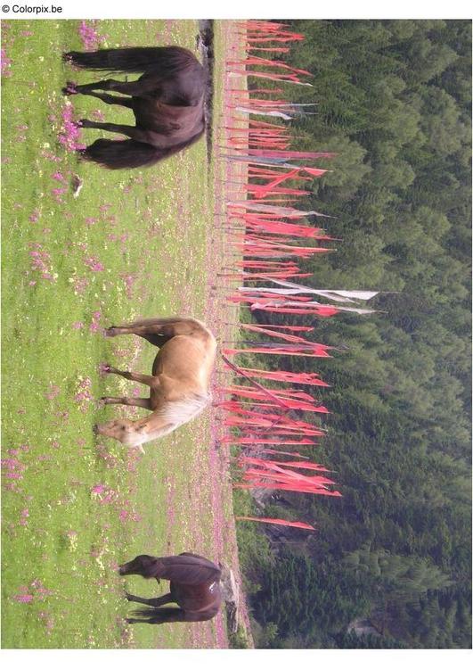 paarden met gebedsvlaggen