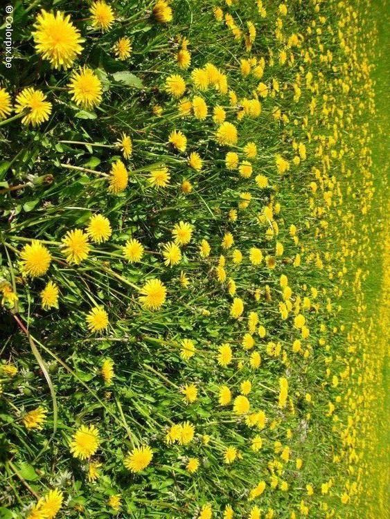 paardenbloem 1