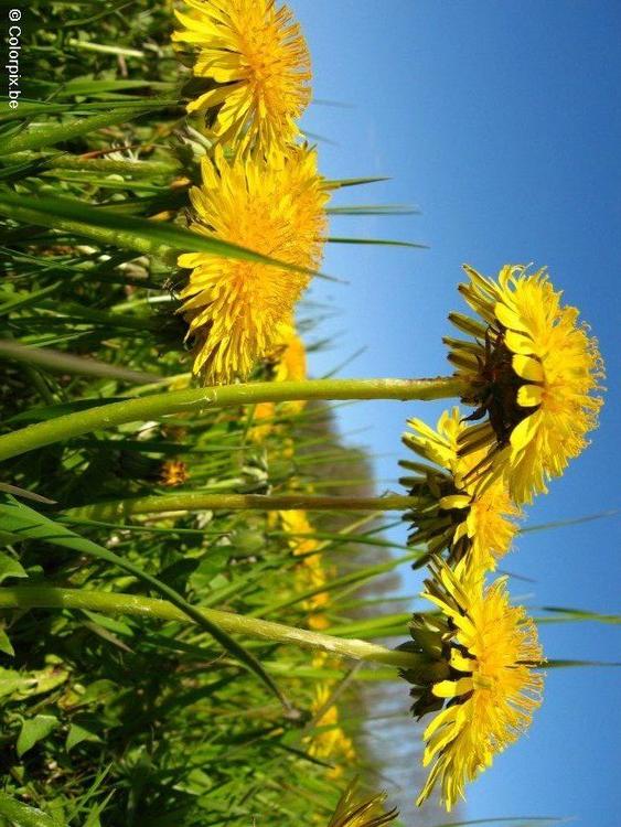 paardenbloem 10