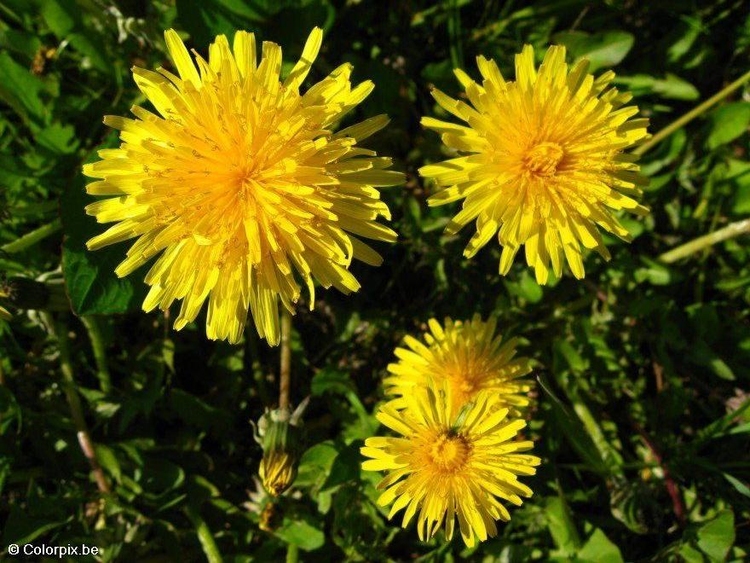 Foto paardenbloem 2