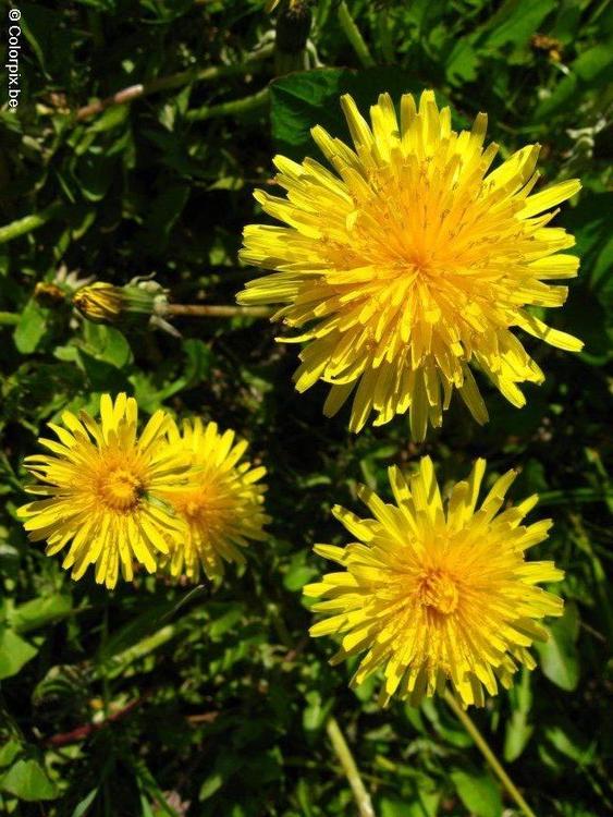 paardenbloem 2