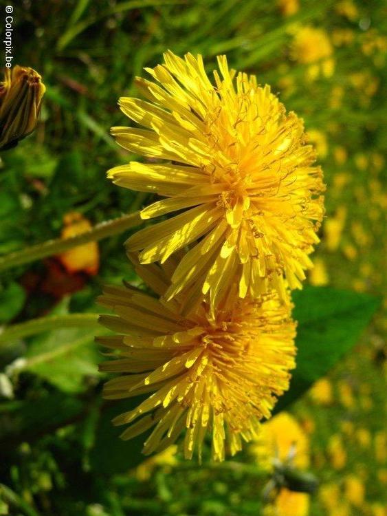 paardenbloem 3