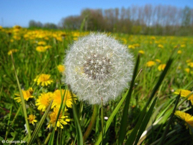 Foto paardenbloem 4