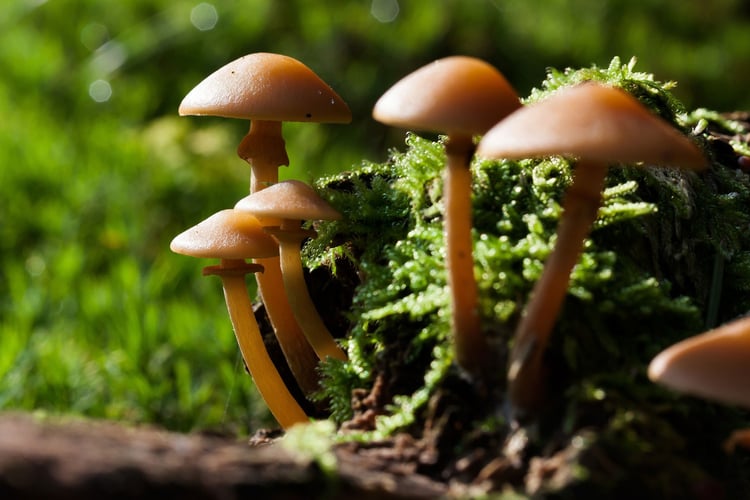 Foto paddenstoelen