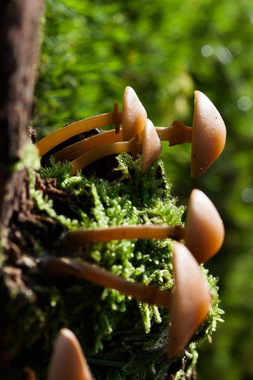 paddenstoelen