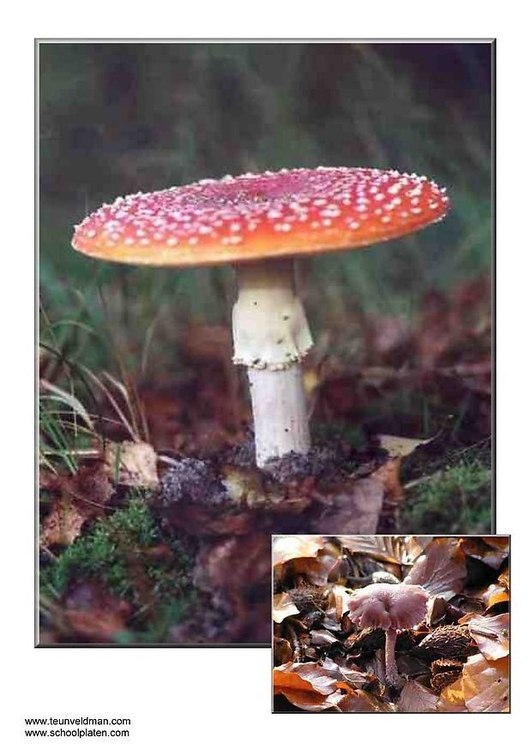 Foto paddestoelen