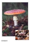 Foto's paddestoelen