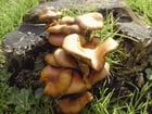 Foto's paddestoelen