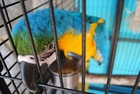Foto's papegaai in kooi