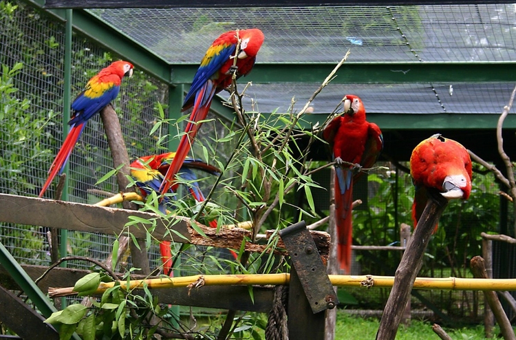 Foto papegaaien in kooi