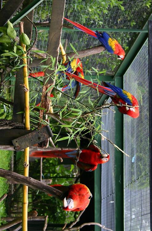 papegaaien in kooi