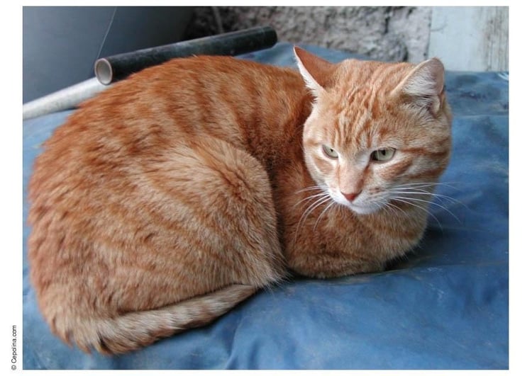 Foto Poes - Kat. Gratis Foto'S Om Te Printen - Afb 17435.