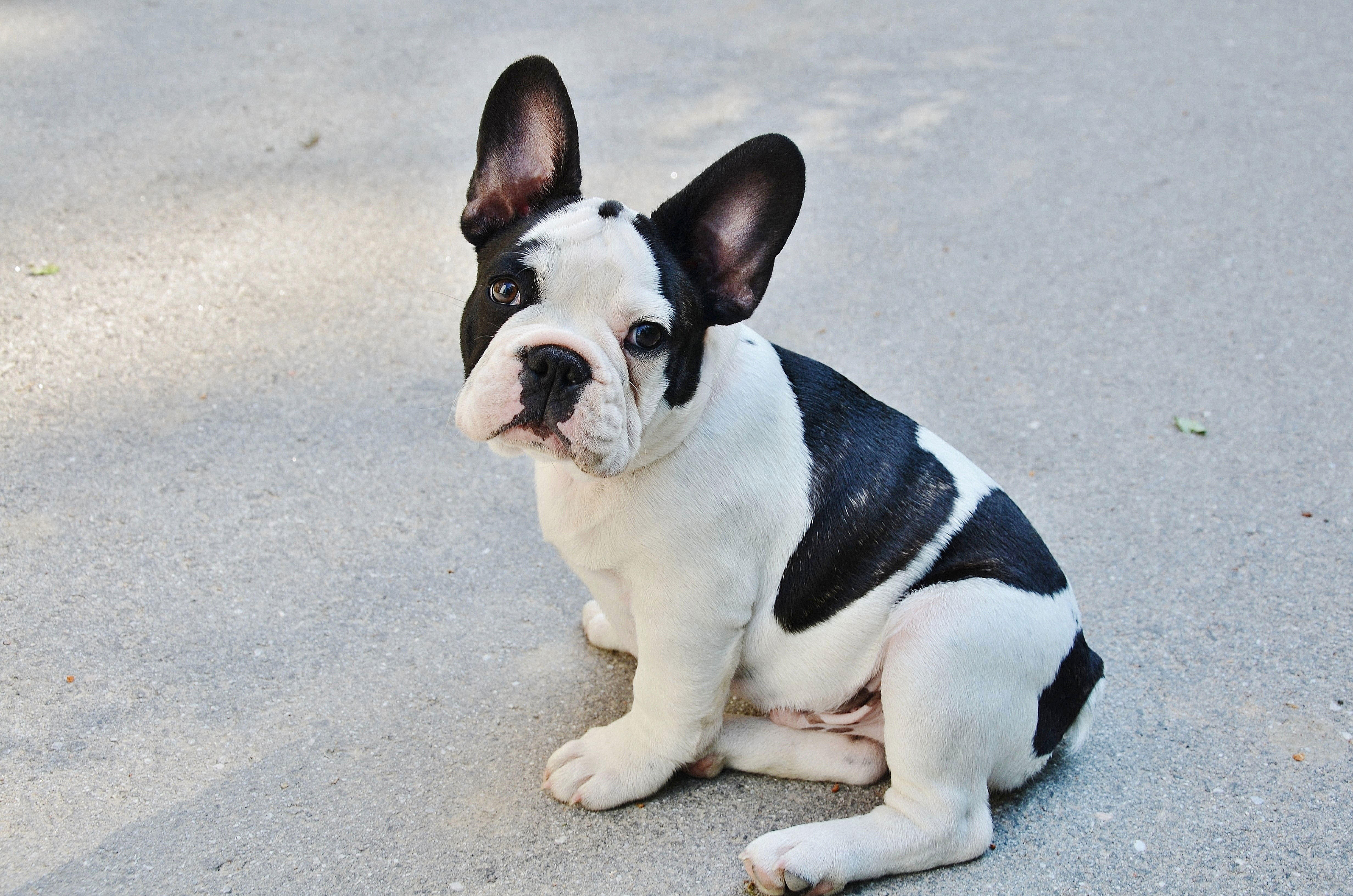 Brandweerman Broers en zussen Fantasierijk Foto puppy - franse bulldog. Gratis foto's om te printen - afb 28874.