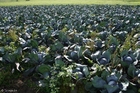 Foto's rode kool