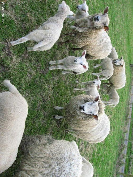 schapen met lammetjes