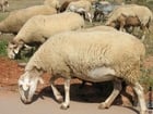 Foto schapen