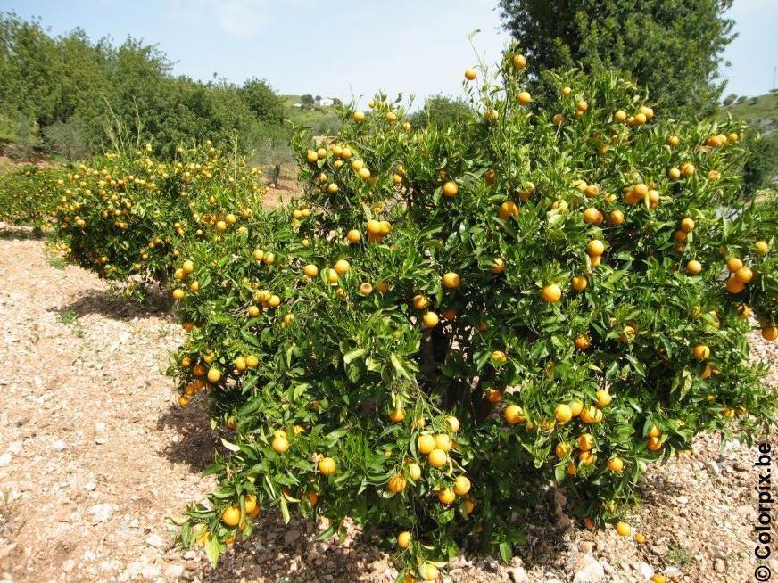 Foto sinaasappelboom