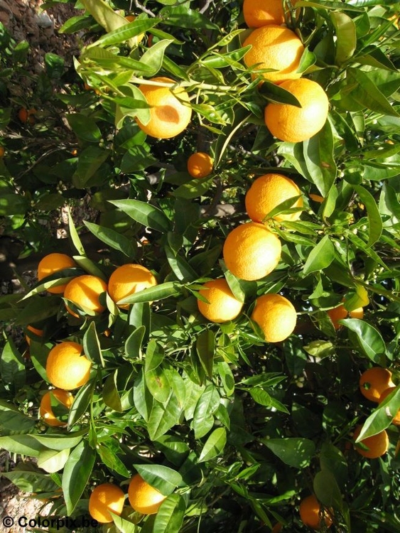 Foto sinaasappels-