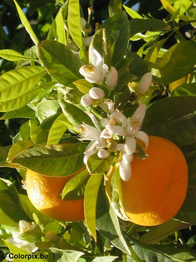 Foto sinaasappels met bloesem