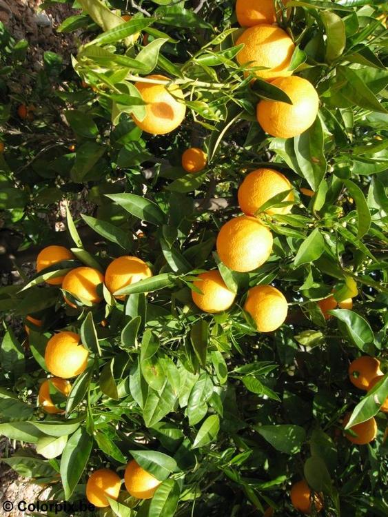 sinaasappels-