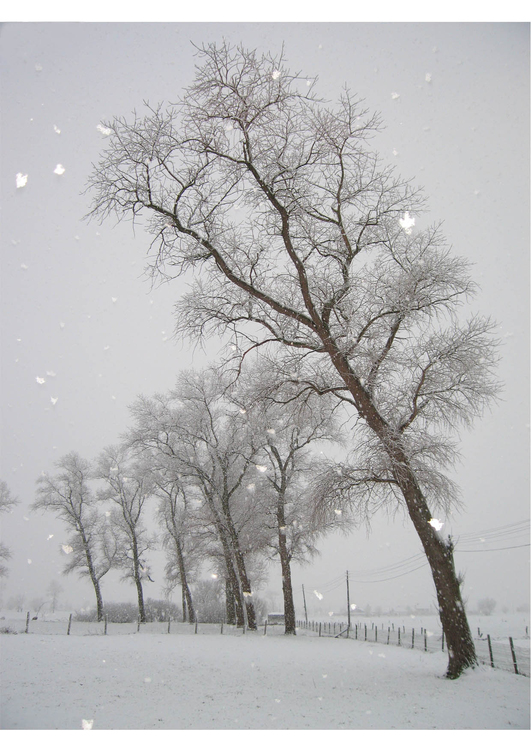 Foto sneeuw - winterlandschap