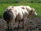 Foto stier