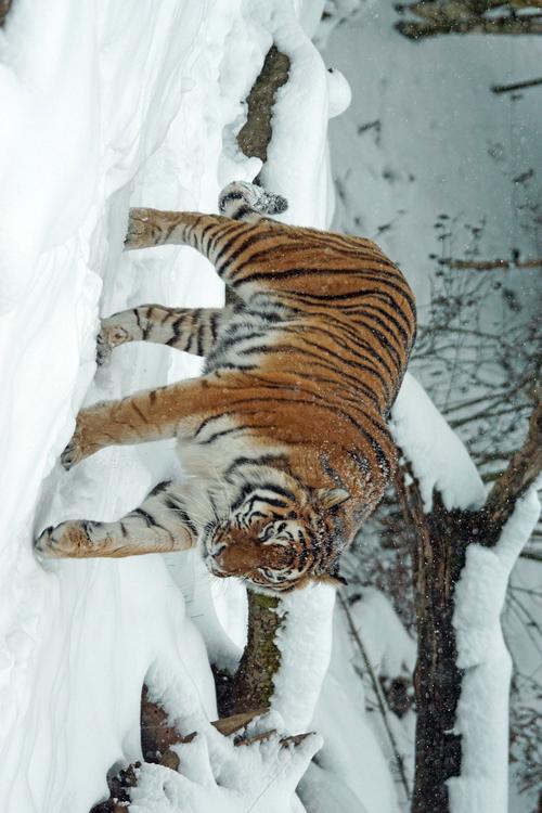 tijger in sneeuw