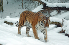 Foto tijger in sneeuw