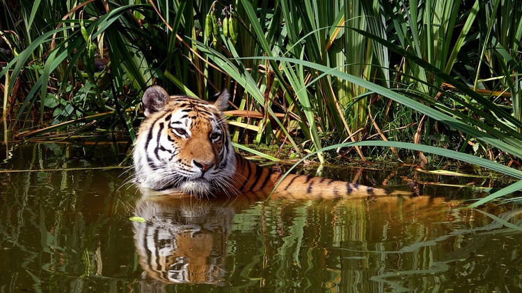 Foto tijger in water