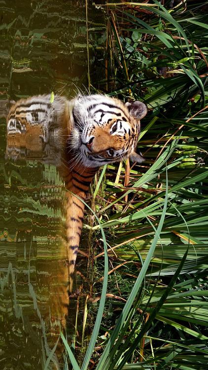 tijger in water
