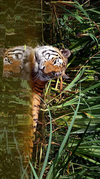 tijger in water
