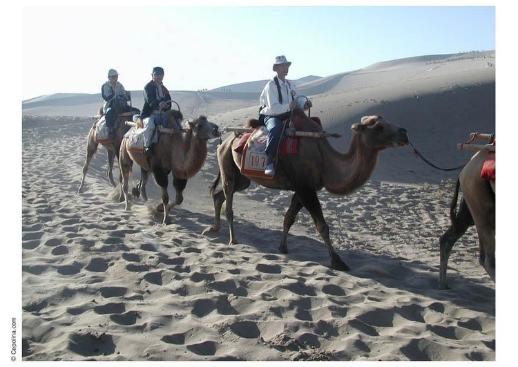 Foto trektocht door woestijn op kamelen