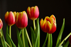 Foto tulpen