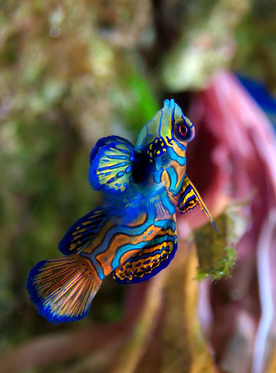 vis - Synchiropus splendidus