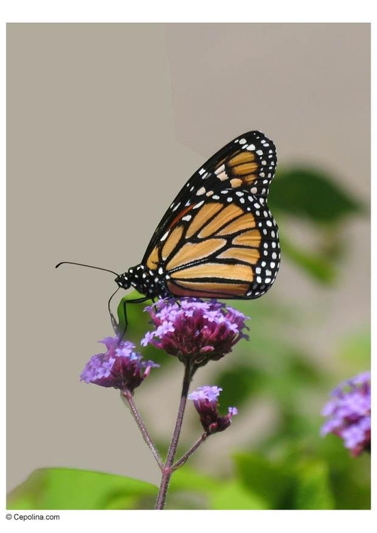 Foto vlinder 2