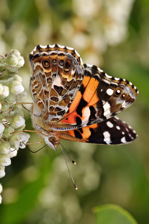 vlinder - Australian painted lady