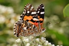 Foto vlinder - Australian painted lady