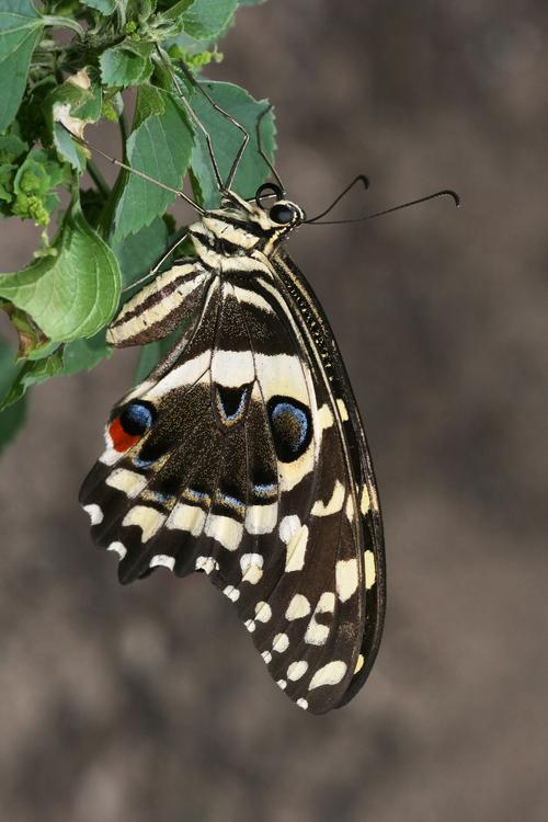 vlinder