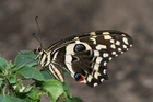 Foto vlinder