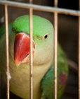 Foto vogel in gevangenschap