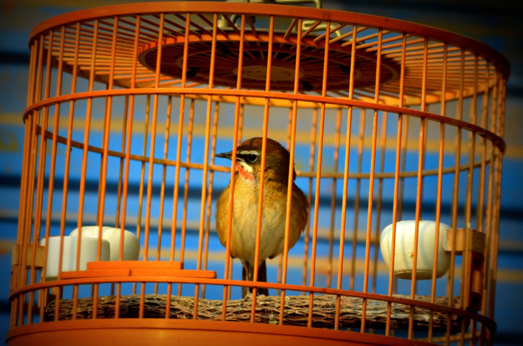 Foto vogel in kooi - gevangenschap
