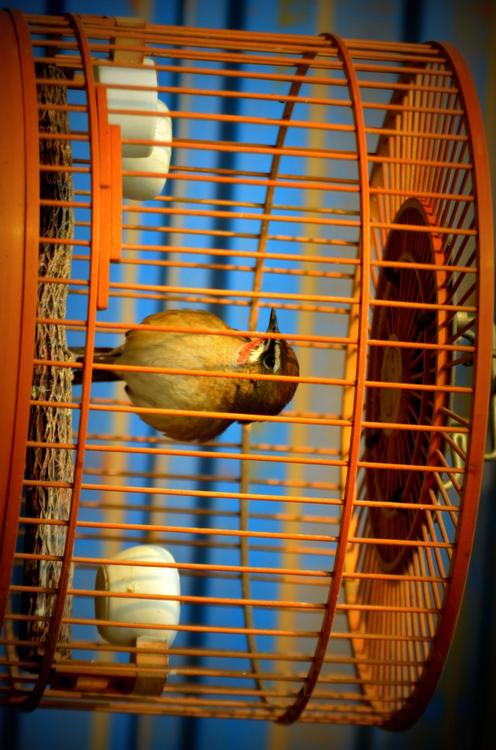 vogel in kooi - gevangenschap
