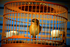Foto's vogel in kooi - gevangenschap