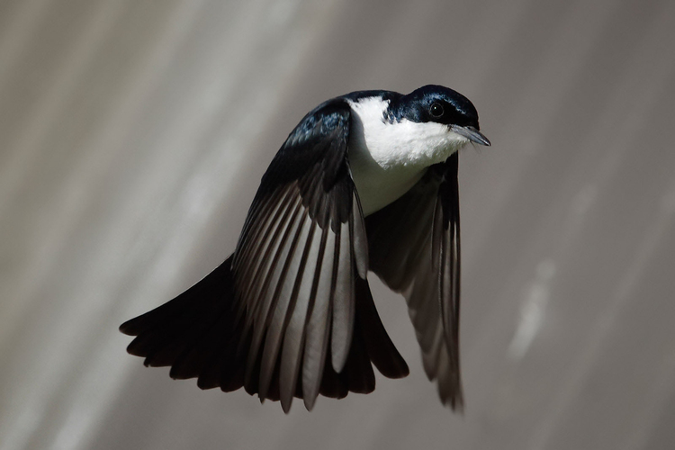 Foto vogel - Myiagra inquieta