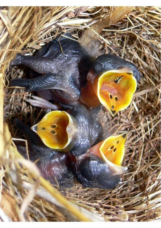 vogeljongen